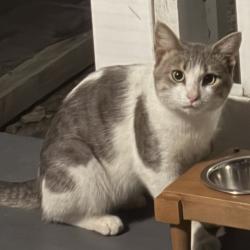 Found/Stray Unknown Cat last seen W. Grace St., Richmond, VA 23241