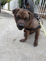 Found/Stray Female Dog last seen huntington park near circle k, Huntington Park, CA 90255
