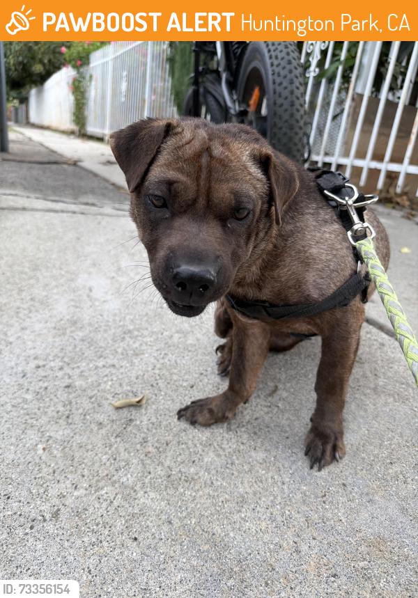 Found/Stray Female Dog last seen huntington park near circle k, Huntington Park, CA 90255