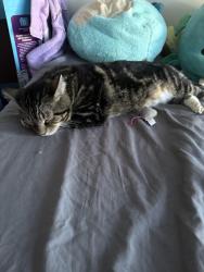 Lost Male Cat last seen Ramuntos,, Rutland, VT 05701