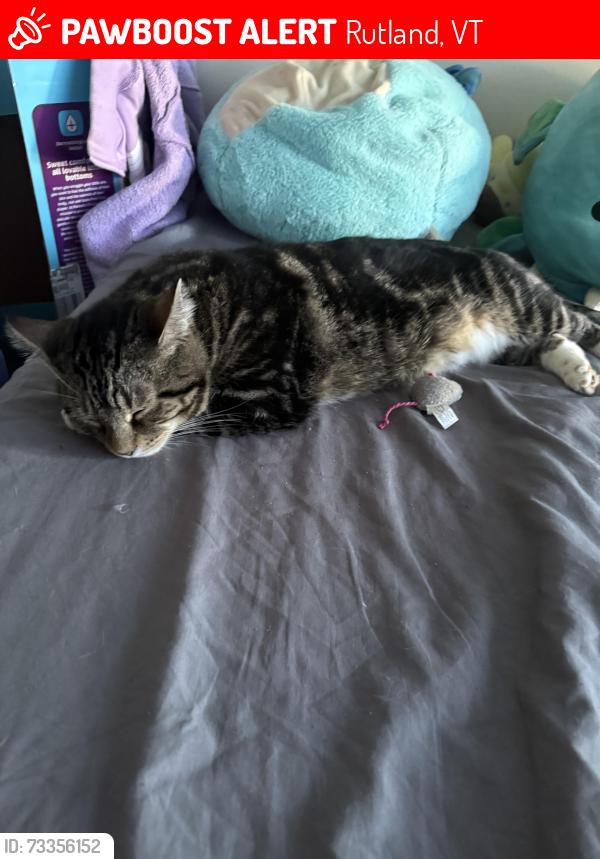 Lost Male Cat last seen Ramuntos,, Rutland, VT 05701