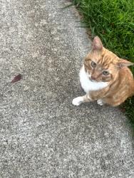 Found/Stray Unknown Cat last seen Old Stileboro, Acworth Due West, Cobb County, GA 30152