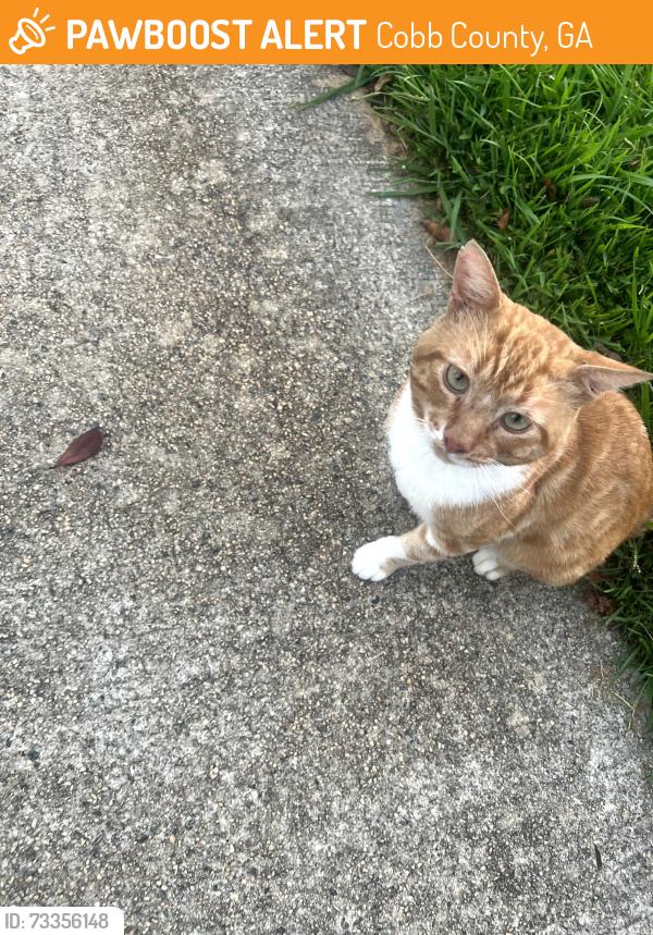 Found/Stray Unknown Cat last seen Old Stileboro, Acworth Due West, Cobb County, GA 30152