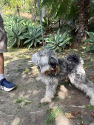 Reunited Male Dog last seen El Dora St & Fairhaven Lemon Grove, Lemon Grove, CA 91945