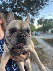 Found/Stray Female Dog last seen Gollihar n carrol, Corpus Christi, TX 78411