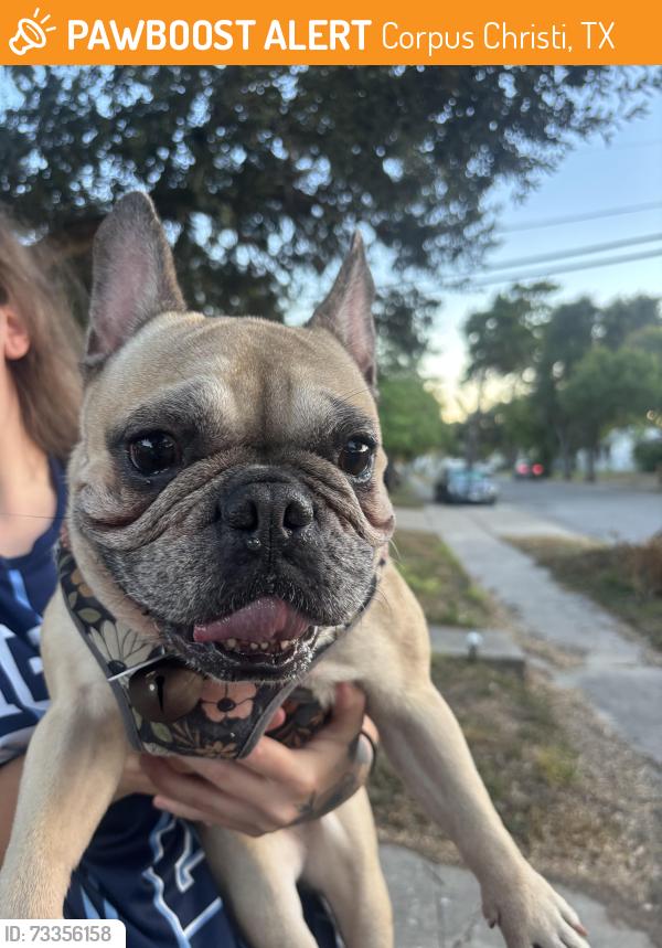 Found/Stray Female Dog last seen Gollihar n carrol, Corpus Christi, TX 78411
