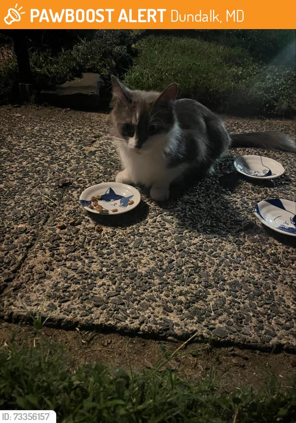 Found/Stray Unknown Cat last seen Southship Rd and Kinship Rd, Dundalk, MD 21222, Dundalk, MD 21222