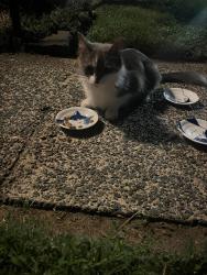 Found/Stray Unknown Cat last seen Southship Rd and Kinship Rd, Dundalk, MD 21222, Dundalk, MD 21222