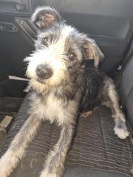 Reunited Male Dog last seen Malone/35, San Antonio, TX 78207