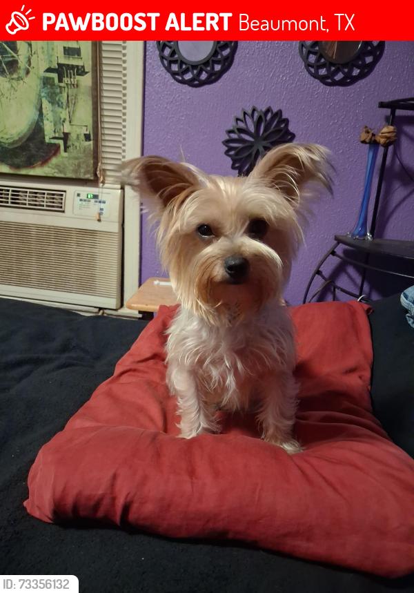 Lost Female Dog last seen Concord and Steelton, Beaumont, TX 77703