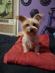 Lost Female Dog last seen Concord and Steelton, Beaumont, TX 77703