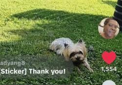 Lost Male Dog last seen Darbytown Rd & Geffert Dr, Richmond, VA 23231