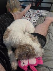 Reunited Female Dog last seen Prospect and Leela, Pewaukee, WI 53072