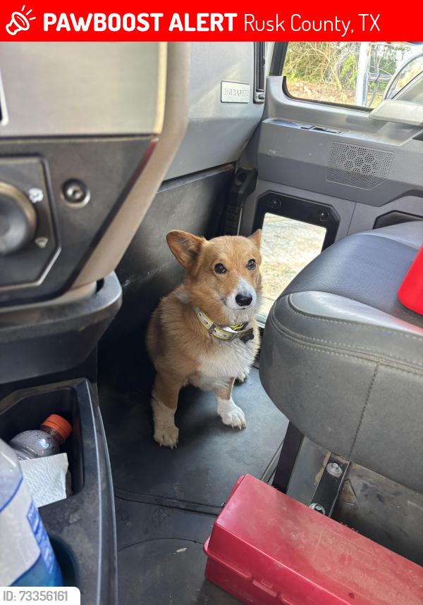 Lost Male Dog last seen County road 173, Rusk County, TX 75662