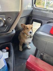 Lost Male Dog last seen County road 173, Rusk County, TX 75662