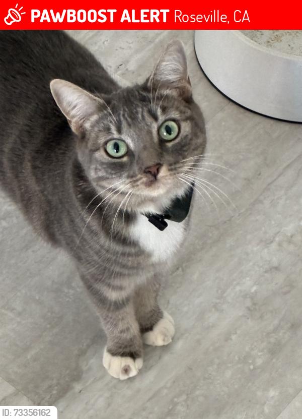 Lost Female Cat last seen Whippersnapper way, Roseville, CA 95747