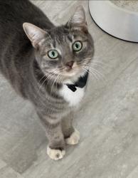 Lost Female Cat last seen Whippersnapper way, Roseville, CA 95747