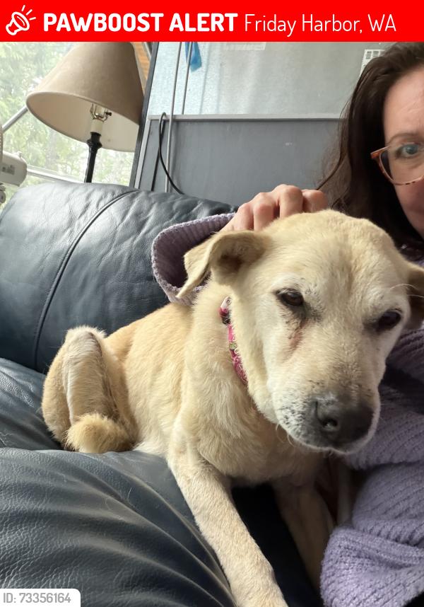 Lost Female Dog last seen Near reef Net road, Friday Harbor, WA 98250