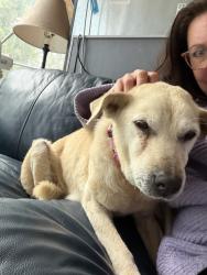 Lost Female Dog last seen Near reef Net road, Friday Harbor, WA 98250