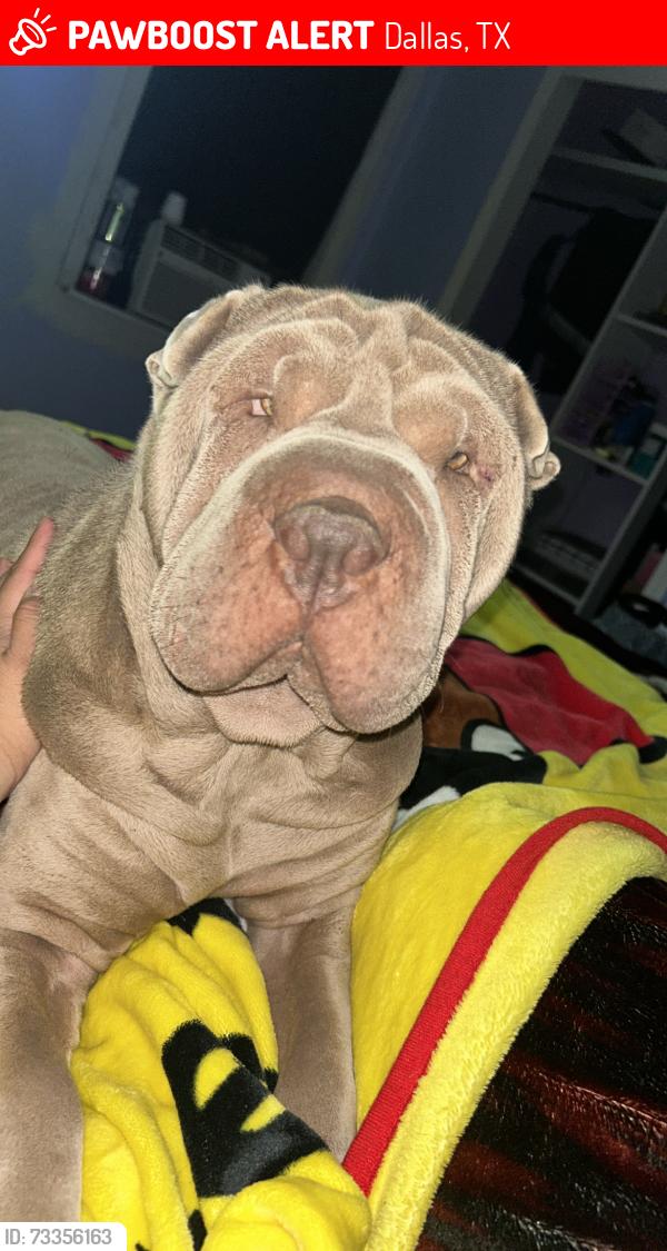 Lost Female Dog last seen Brierfield dr and Greenspan Ave, Dallas, TX 75232