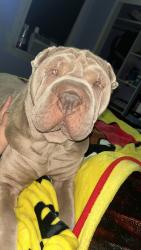 Lost Female Dog last seen Brierfield dr and Greenspan Ave, Dallas, TX 75232