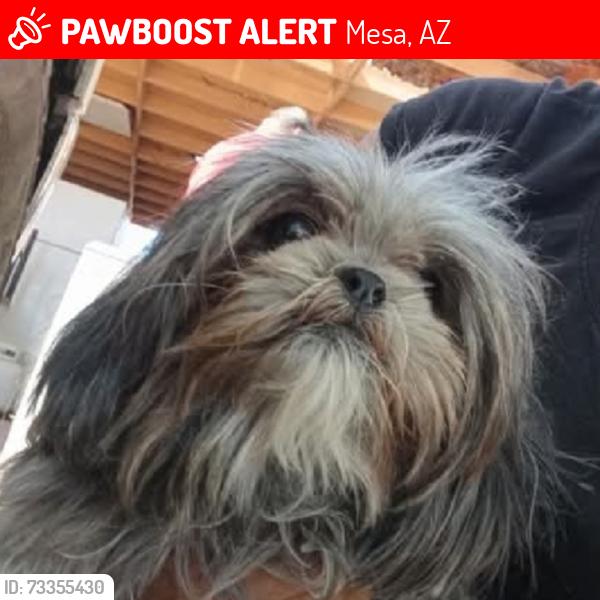 Lost Female Dog last seen Alma school and university, Mesa, AZ 85201