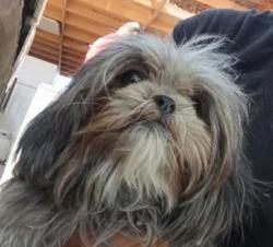 Lost Female Dog last seen Alma school and university, Mesa, AZ 85201