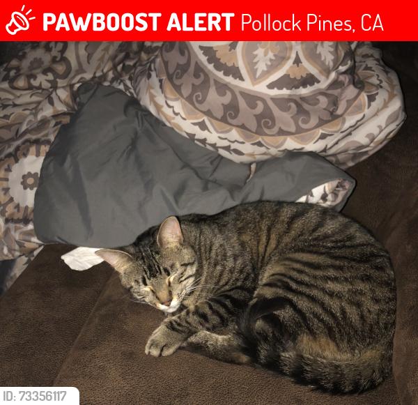 Lost Male Cat last seen Gold Ridge Trail, Opal Trail, Sly Park Road, Pollock Pines, CA 95726