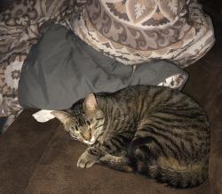 Lost Male Cat last seen Gold Ridge Trail, Opal Trail, Sly Park Road, Pollock Pines, CA 95726