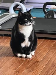 Reunited Female Cat last seen Oakcrest Laurel Park, Laurel, MD 20707