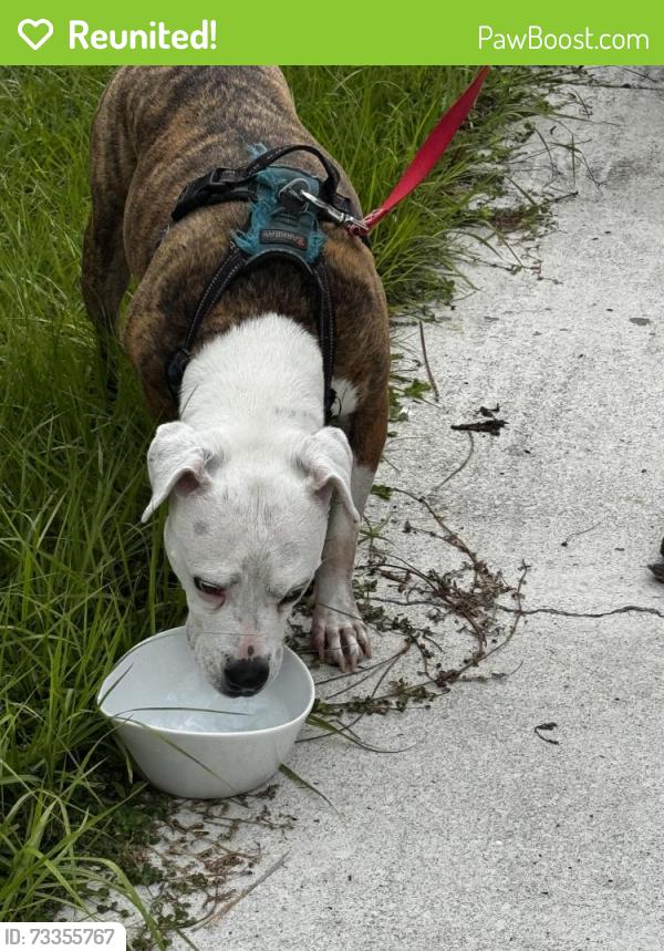 Reunited Female Dog last seen Apple Valley & Mesa Verde, Pine Ridge, FL 34465