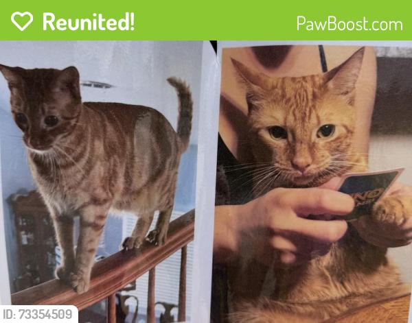 Reunited Male Cat last seen Near Fall River Dr, New Port Richey, FL 34655, USA, New Port Richey, FL 34655