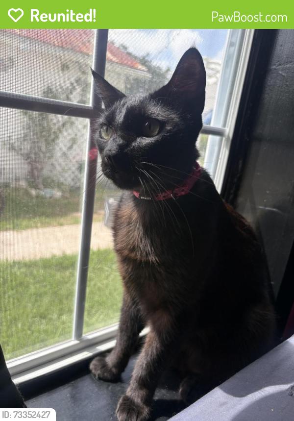 Reunited Male Cat last seen staples ave Seabrook texas, Seabrook, TX 77586