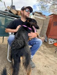 Found/Stray Female Dog last seen Nevada/White Fox Trail, Phelan, CA 92371