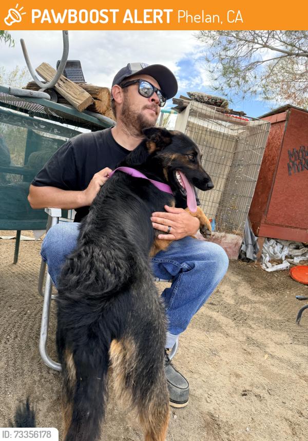 Found/Stray Female Dog last seen Nevada/White Fox Trail, Phelan, CA 92371