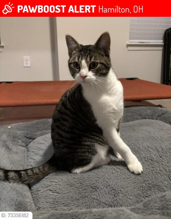 Lost Female Cat last seen Princeton road, Hamilton, OH 45011