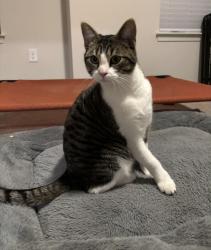 Lost Female Cat last seen Princeton road, Hamilton, OH 45011