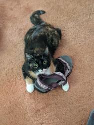 Lost Female Cat last seen West Ohio Drive and South Owens Court- by hse with the yacht outside, Lakewood, CO 80226