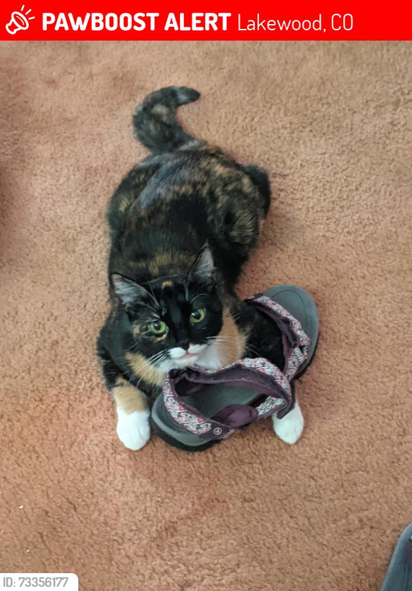 Lost Female Cat last seen West Ohio Drive and South Owens Court- by hse with the yacht outside, Lakewood, CO 80226