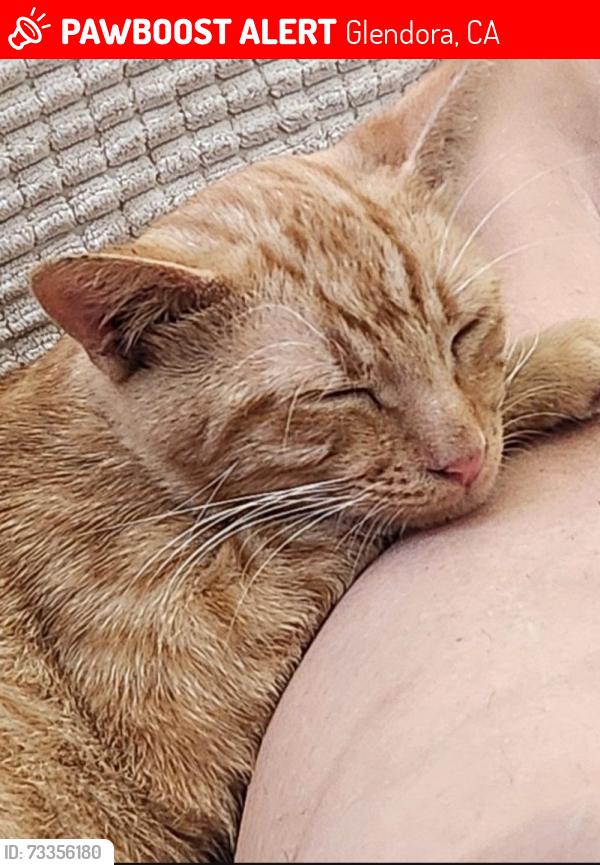 Lost Male Cat last seen Arrow Sunflower, Glendora, CA 91740