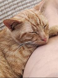 Lost Male Cat last seen Arrow Sunflower, Glendora, CA 91740
