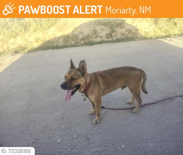Found/Stray Male Dog last seen Cunnings, Moriarty, NM 87035
