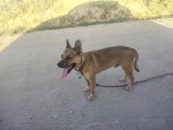Found/Stray Male Dog last seen Cunnings, Moriarty, NM 87035