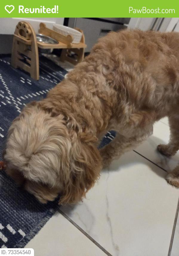 Reunited Male Dog last seen Terill Road, Plainfield, NJ 07062