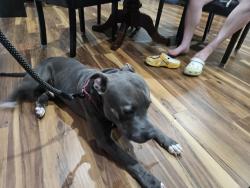 Reunited Male Dog last seen BAKER @ Hirsch, Tomball, TX 77375