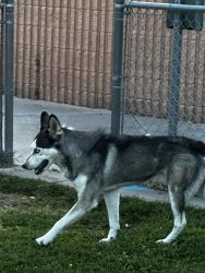 Found/Stray Male Dog last seen Arroyo Del Oso soccer field big park, Albuquerque, NM 87109