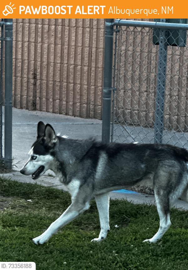Found/Stray Male Dog last seen Arroyo Del Oso soccer field big park, Albuquerque, NM 87109