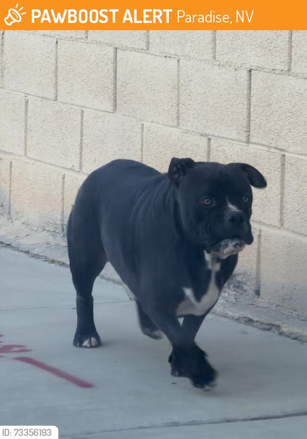 Found/Stray Male Dog last seen Harmon and mt vista, Paradise, NV 89121