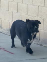 Found/Stray Male Dog last seen Harmon and mt vista, Paradise, NV 89121