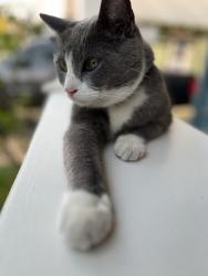 Lost Male Cat last seen Between Hawthorne and Belmont on 49th, Portland, OR 97215
